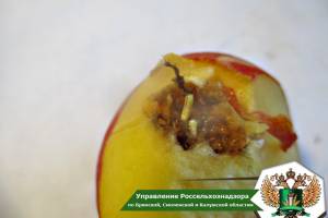 На Брянщину не пустили 20 тонн зараженных персиков из Турции