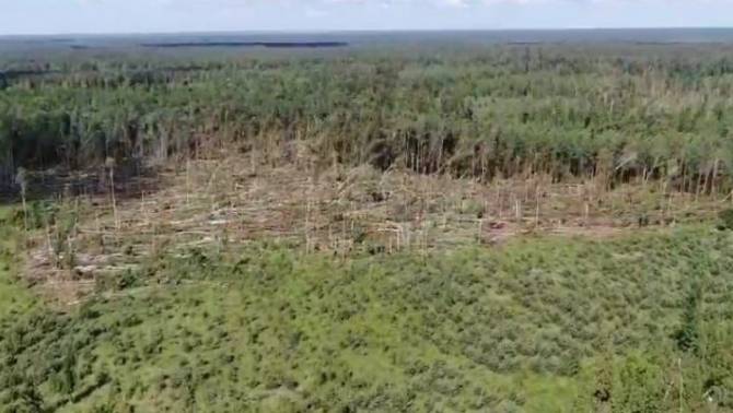 Брянцам показали последствия бушевавшего в лесах урагана