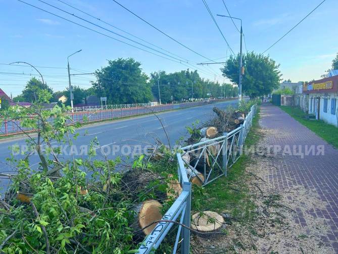 В Брянске на проспекте Станке Димитрова спилят 57 пораженных златкой ясеней