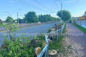 В Брянске на проспекте Станке Димитрова спилят 57 пораженных златкой ясеней