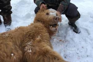 В Брянской области застрелили медведя-шатуна