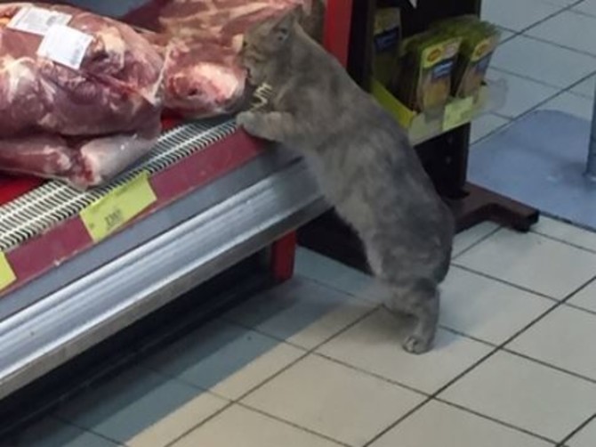 В Брянске кот решил украсть кусок мяса в супермаркете