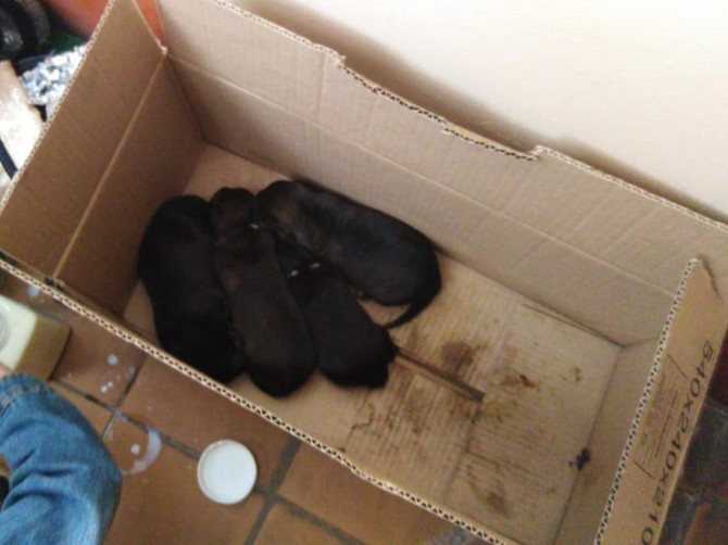 Выброшенных в мусорку чудесных щенят спасли в Брянске