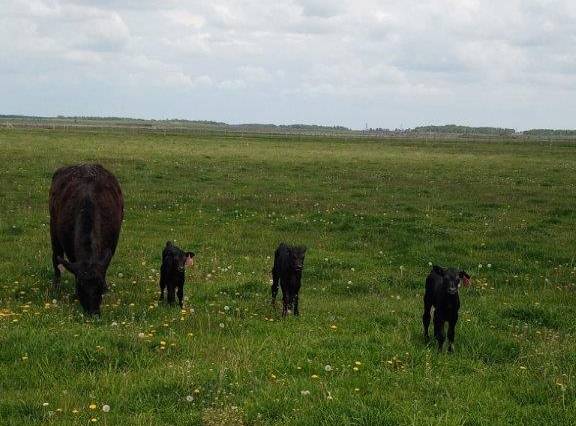 На брянской ферме корова родила трех телят
