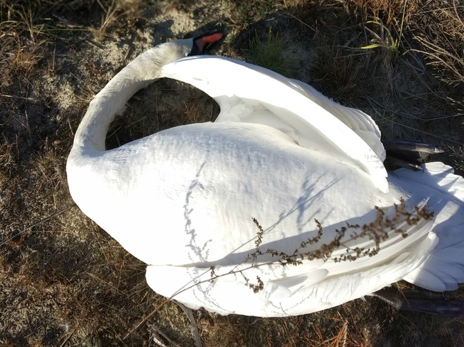 На озере в Суземском районе погиб лебедь