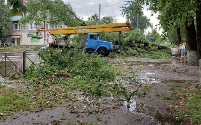 В Брянске упавшие деревья раздавили 6 автомобилей