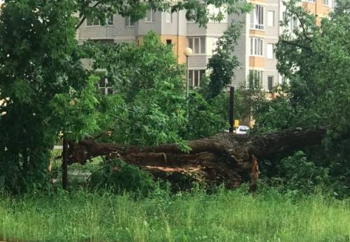 В Брянске ураганный ветер обрушил дерево во дворе детского сада
