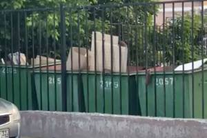 В Брянске крысы оккупировали контейнерную площадку на улице Степной