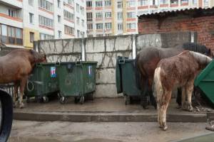 В Брянске жертвами коронавируса стали цыганские лошади