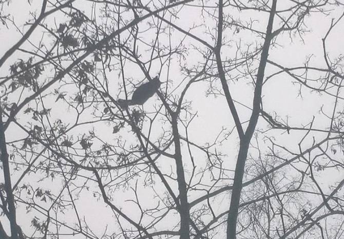 Дежавю: в Брянске повторилась история с застрявшим на дереве котом