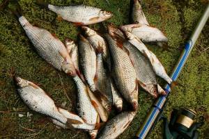 В Брянске состоялся фестиваль рыбной ловли среди молодежи