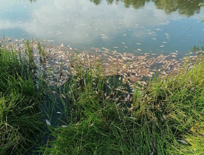 В брянском селе Курковичи в водоеме погибла рыба