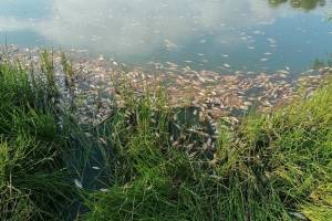 В брянском селе Курковичи в водоеме погибла рыба