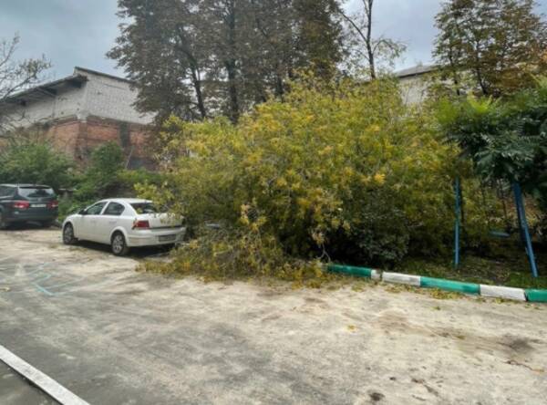 В центре Брянска рухнувшее дерево едва не придавило машину