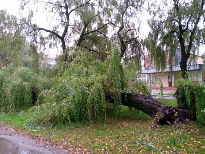 В Брянске возле колледжа искусств рухнула огромная ива
