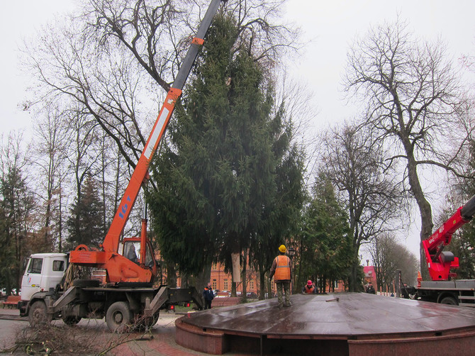 Главная елка Брянска выросла в Супонево