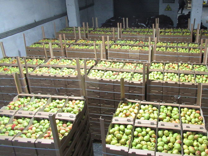 Брянская таможня задержала 40 тонн санкционных груш из Польши