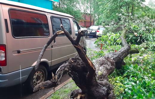 В Брянске упавшее дерево чудом не раздавило микроавтобус
