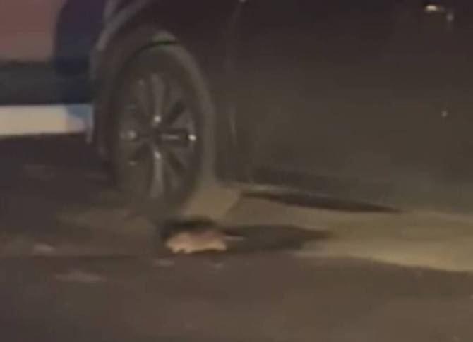 Брянцы рассказали о нашествии крыс на улице Горбатова