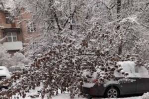 В центре Брянска на автомобили рухнуло несколько деревьев
