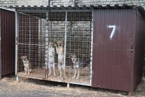 В Брянске на отлов и содержание бродячих собак потратили 5 млн рублей