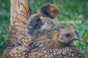 Маленьких брянцев приглашают на знакомство с декоративными цыплятами