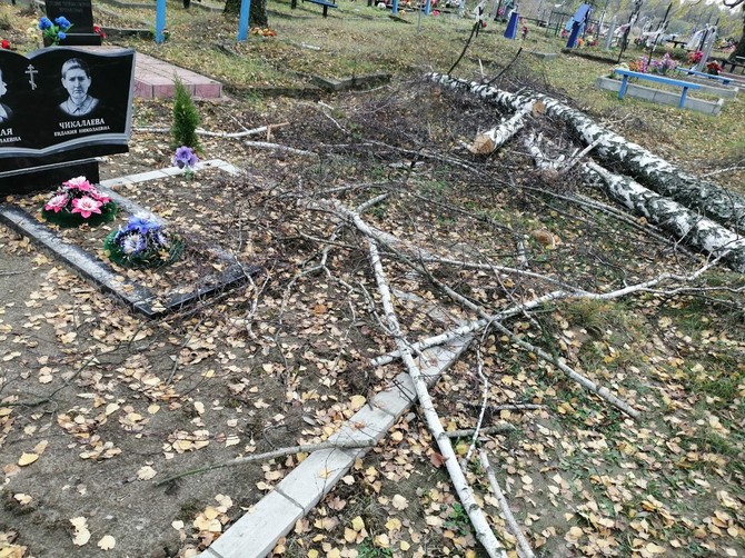 На кладбище в брянском селе могилы завалили спиленными деревьями