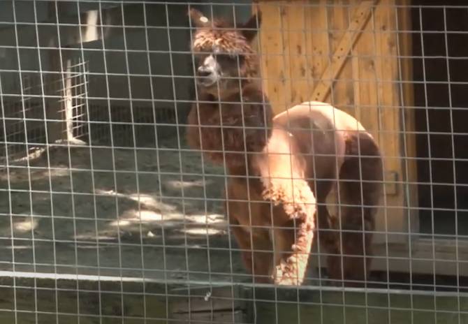 Брянский зоопарк ждет разрешения на возобновление работы