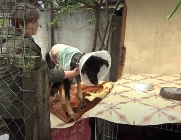 В Брянске собакам и кошкам в частном приюте грозит голодная смерть
