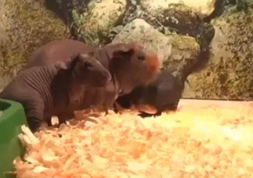 Бегемотов из брянского зоопарка показали на Первом канале