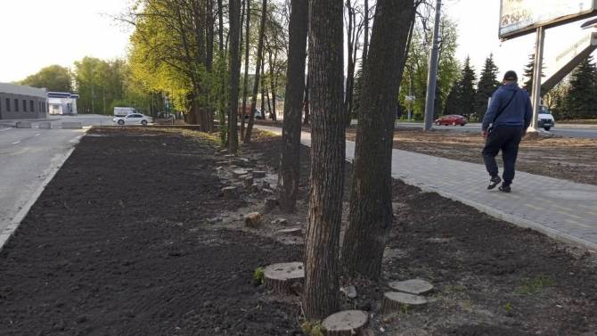 В Брянске у памятника Лётчикам спилили почти полсотни деревьев
