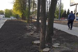 В Брянске у памятника Лётчикам спилили почти полсотни деревьев