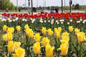 На улицах Брянска зацвели 100 тысяч тюльпанов