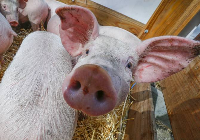 В Унечском районе обнаружили вирус африканской чумы свиней