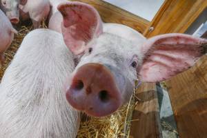 В Унечском районе обнаружили вирус африканской чумы свиней
