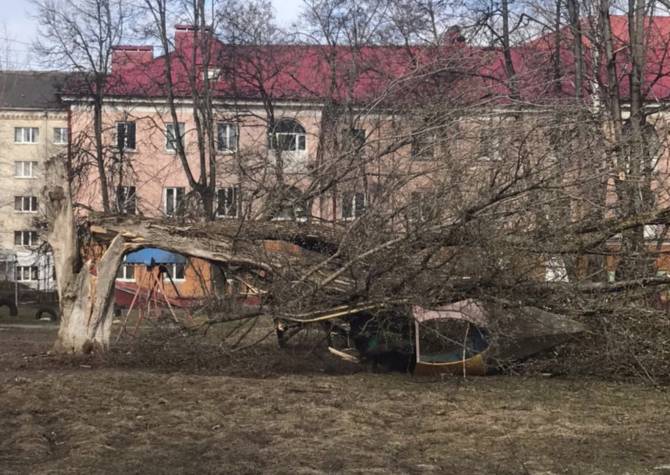 В Брянске огромное дерево раздавило ржавый детский городок