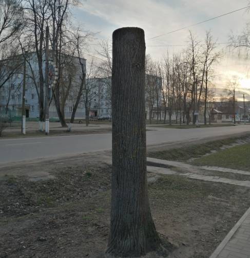 В Новозыбкове варварски обрезали деревья