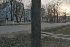 В Новозыбкове варварски обрезали деревья