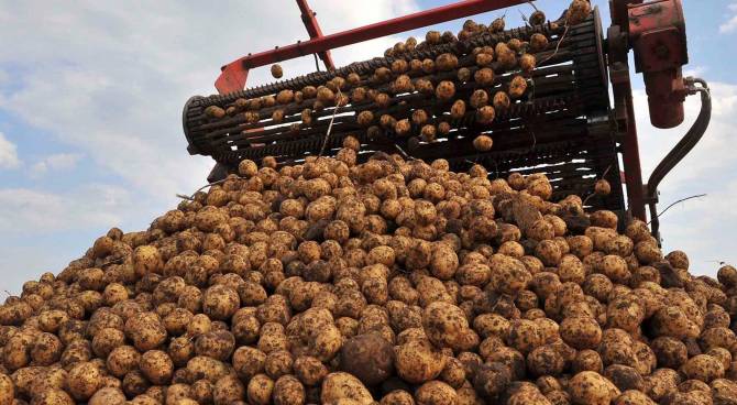 На Брянщине из-за сентябрьских дождей сдвинулись сроки уборки картофеля
