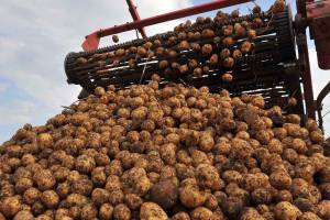 На Брянщине из-за сентябрьских дождей сдвинулись сроки уборки картофеля