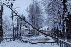 В брянском посёлке Белые Берега напротив школы №29 рухнуло дерево