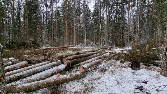 В Брянске инженер лесхоза обманом продала древесину на 14,4 млн рублей