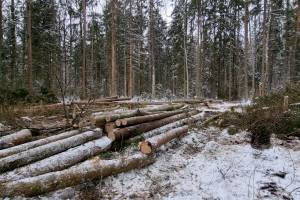 В Брянске инженер лесхоза обманом продала древесину на 14,4 млн рублей