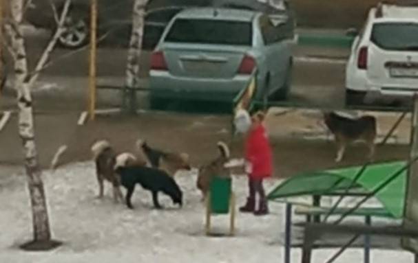 Свора бродячих собак сделала подкоп на территорию брянского детсада