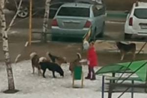 Свора бродячих собак сделала подкоп на территорию брянского детсада