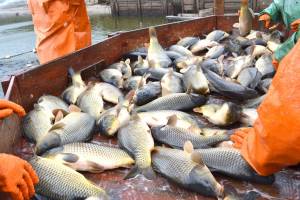 В Брянской области займутся промышленным разведением рыбы