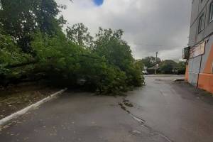 В Брянске на улице Костычева рухнуло дерево