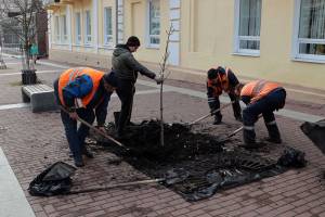 В Брянске на бульваре Гагарина заменили убитые молью каштаны