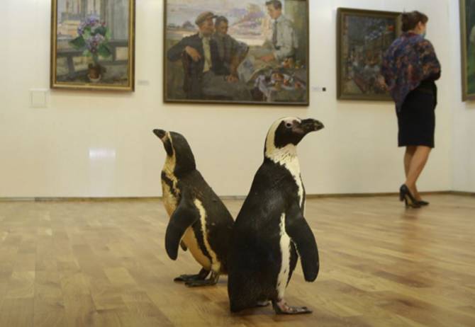 Два пингвина пришли на выставку в Брянский художественный музей