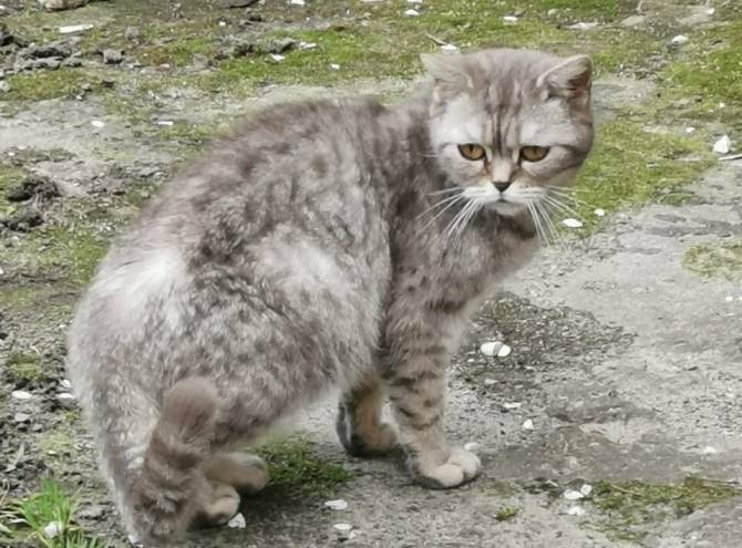 В Новозыбкове ошейник медленно убивал выброшенную на улицу кошку